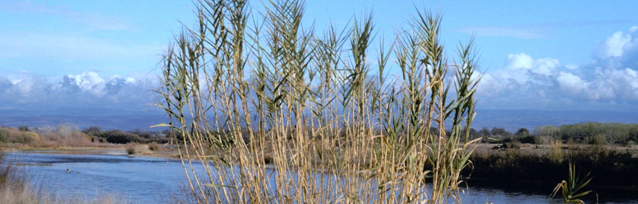 Giant Reed (Photo: John M. Randall, The Nature Conservancy, Bugwood.org)