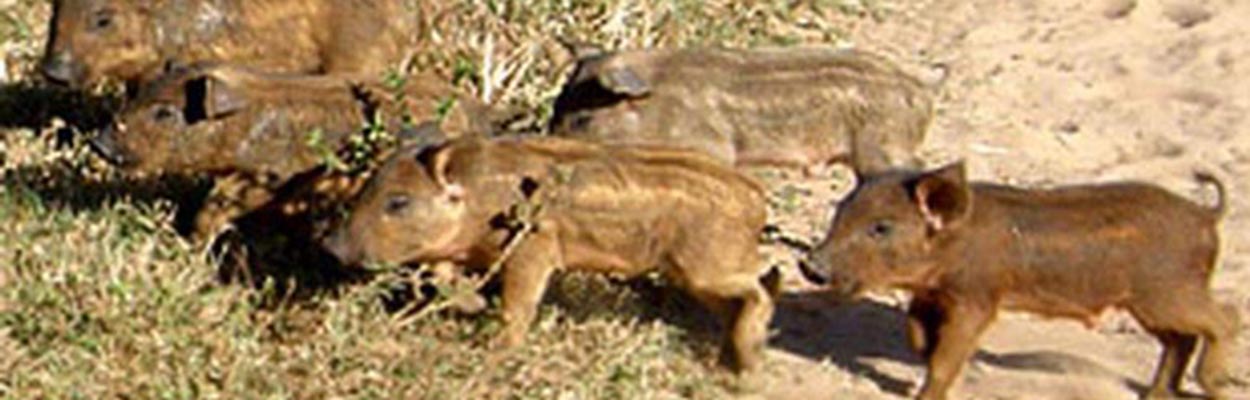 Feral Pig (Photo: Vladimir Dinets, Univ of Miami; Bugwood.org)