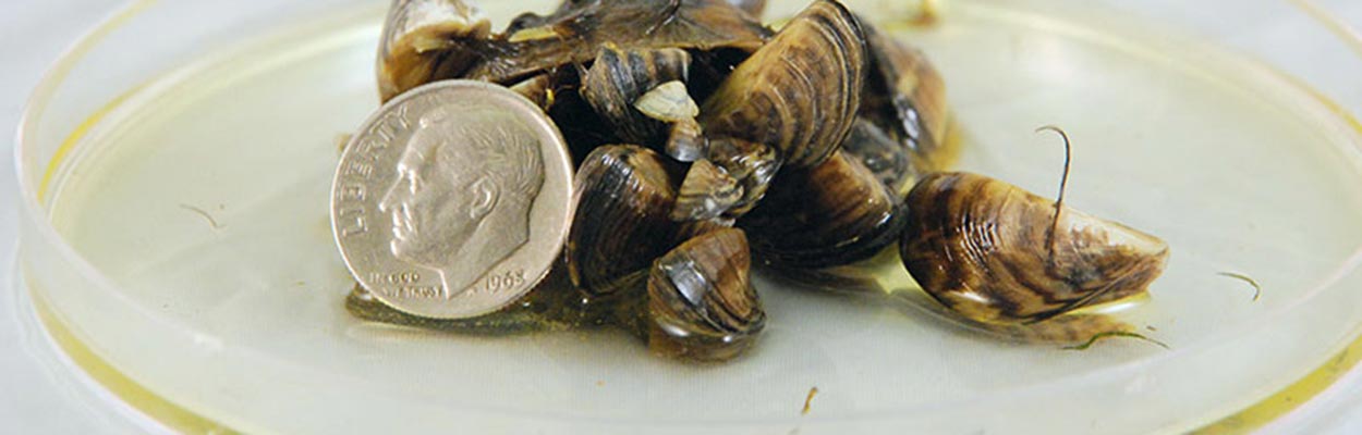 Zebra Mussels (Photo: CA Department of Fish and Game)